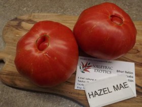 Hazel Mae paradicsom - Paradicsom különlegességek az Egzotikus Növények Stúdiója kínálatából